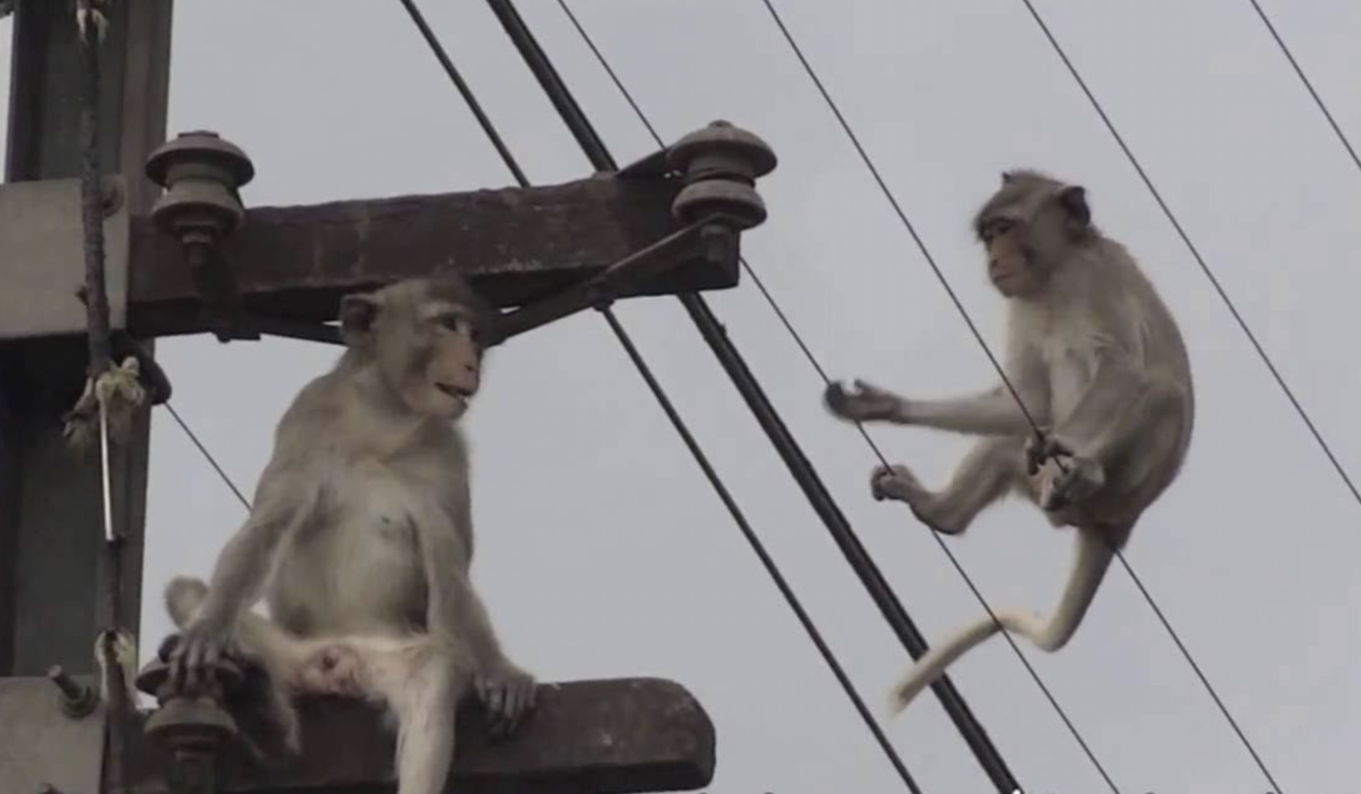 30 Pics Showing The Unstoppable Monkeyfication of Our Cities 